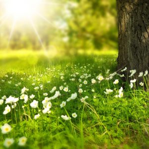 Baum und Wiese